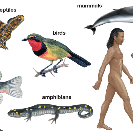 vertebrates