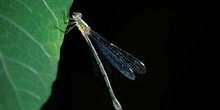 Caballito del diablo (Lestes sponsa)