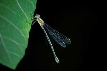 Caballito del diablo (Lestes sponsa)