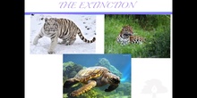 PRIMARIA 5º	CIENCIAS DE LA NATURALEZA	EXTINCTION AND PROTECTING SPECIES