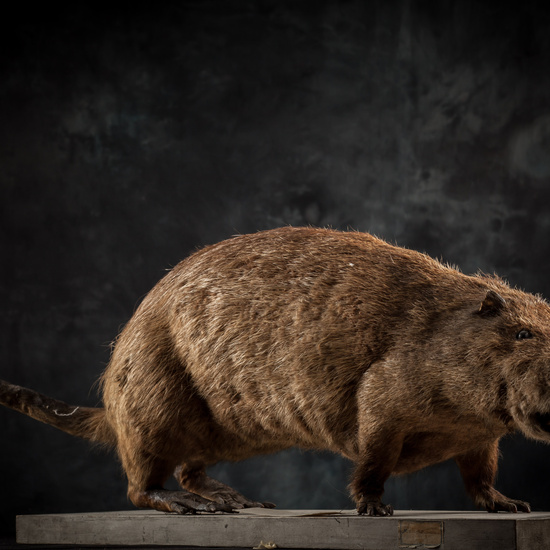 IES_SANISIDRO_BIOLOGIA_304