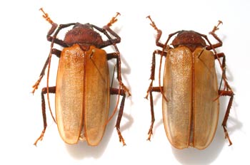 Agroniome spinicollis (Australia)