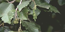 Aliso gris (Alnus alnobetula)