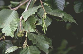 Aliso gris (Alnus alnobetula)