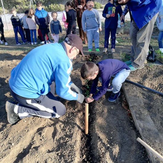 Huerto escolar 2019/20 15