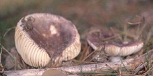 Russula integra