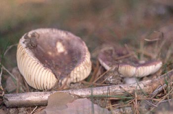 Russula integra