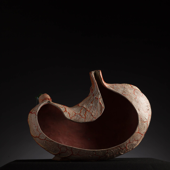 IES_CARDENALCISNEROS_ANATOMIA_MODELOS_110