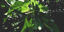 Higuera - Hojas (Ficus carica)