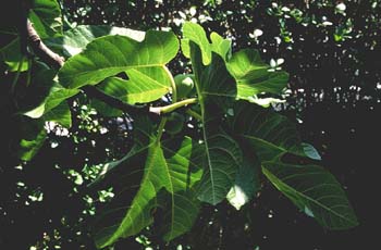 Higuera - Hojas (Ficus carica)