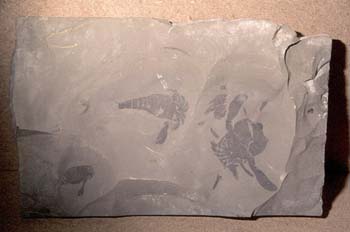 Euriptérido (Quelicerado-Escorpión acuático) Silúrico