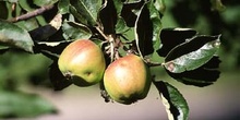 Manzano (Malus pumilla)