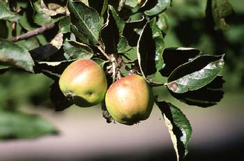 Manzano (Malus pumilla)