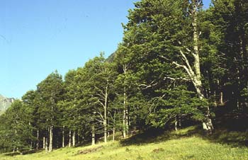 Haya - Bosque (Fagus silvatica)