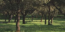 Encina - Bosque (Quercus ilex)