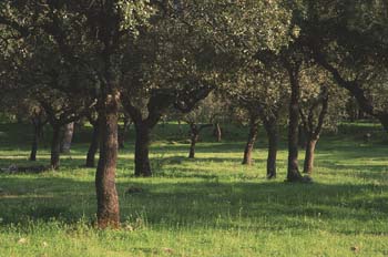 Encina - Bosque (Quercus ilex)