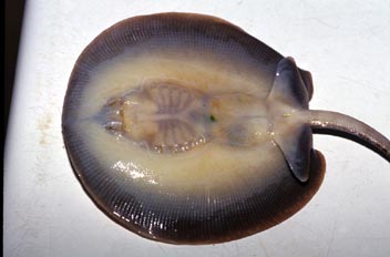 Pastinaca (Potamotrigon sp.)