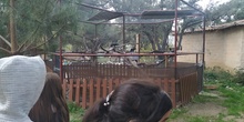 Salida 5º de Primaria al centro recuperación animal GREFA 10
