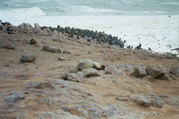 Cabo de Cross, Namibia