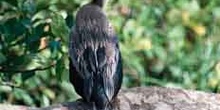 Anhinga, corúa real o pájaro serpiente