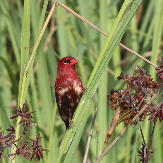 Bengalí rojo macho