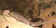 Lagarto ocelado - Juvenil (Lacerta lepida)