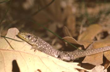 Lagarto ocelado - Juvenil (Lacerta lepida)