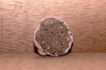 Cerastoderma sp. (Molusco-Bivalvo) Pleistoceno