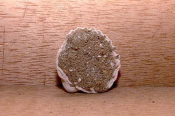 Cerastoderma sp. (Molusco-Bivalvo) Pleistoceno
