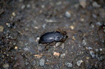 Escarabajo enterrador (Silpha sp.)