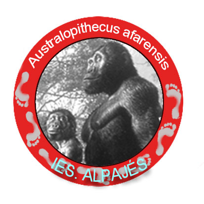 Australopithecus afarensis (pegatina)