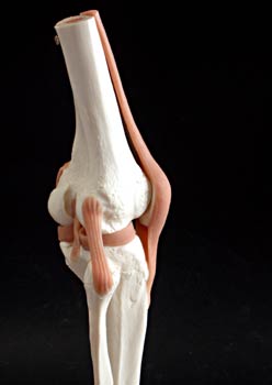 Articulación de la rodilla