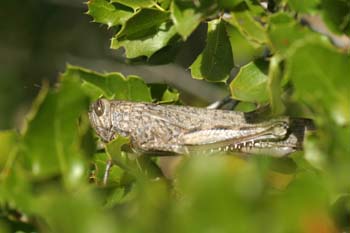 Langosta egipcia (Anacridium aegyptium)