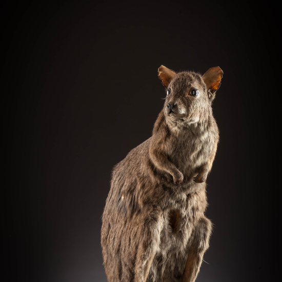 IES_SANISIDRO_MUSEO_Zoolgía_150