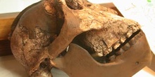 Craneo (Australopithecus Bisei)