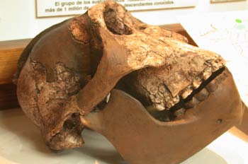 Craneo (Australopithecus Bisei)