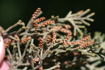 Ciprés - Flor (Cupressus semprevivens)