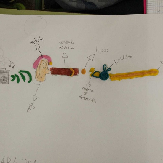 25F_dia_coclear (34)