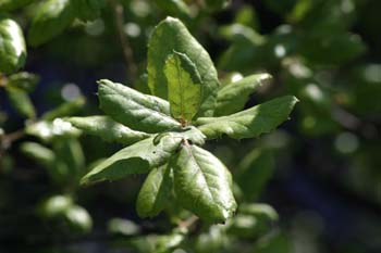 Alcornoque - Hoja (Quercus suber)