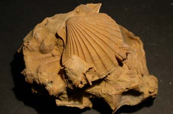 Chlamys opercularis (Bivalvo) Plioceno