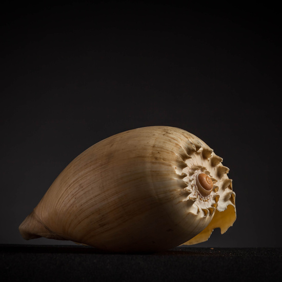 IES_CARDENALCISNEROS_CONCHAS_130