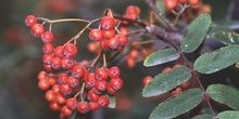 Serbal de cazadores - Fruto (Sorbus acuparia)