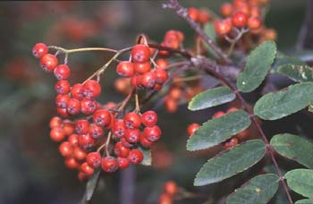 Serbal de cazadores - Fruto (Sorbus acuparia)