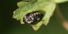 Mariquita (Coccinela septempunctata)