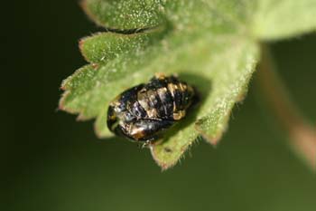 Mariquita (Coccinela septempunctata)