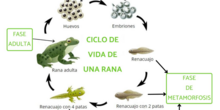ciclo de la vida de la rana