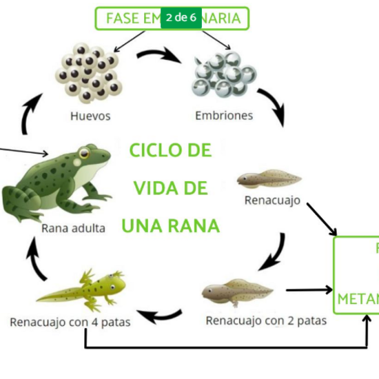 ciclo de la vida de la rana