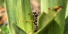 Escarabajo avispa (Clytus arietis)