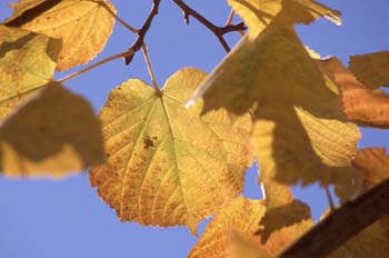 Tilo común - Hoja (Tilia platyphyllos)