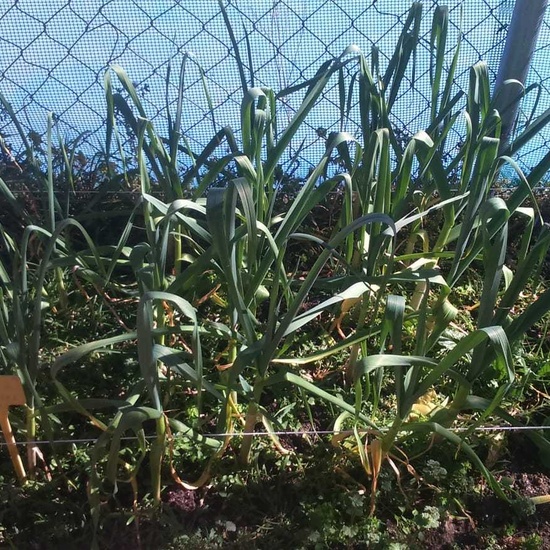 NUEVOS FRUTOS DEL HUERTO ESCOLAR 3